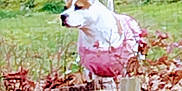 Babygirl is registered to the contest to win money with this photo: dog, pink_clothing, garden, leaves, fence, outdoor, pet, canine, grass, tree, plant, nature, animal, brown_and_white, alert, standing, daylight, yard, decorative_fence, shrubbery