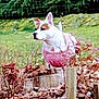 dog, pink_clothing, garden, leaves, fence, outdoor, pet, canine, grass, tree, plant, nature, animal, brown_and_white, alert, standing, daylight, yard, decorative_fence, shrubbery