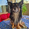chair, chihuahua, cozy, curious, dog, ears, eyes, fur, home, indoor, nose, outdoor, pet, plant, red_cushion, sitting, small_dog, table, tablecloth, window