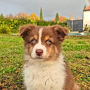 Asko participe au concours pour gagner de l'argent avec cette photo : puppy, dog, grass, rainbow, outdoor, nature, cute, animal, pet, fur, blue_eyes, autumn, cloudy_sky, greenery, background, young_dog, adorable, sitting, portrait, daytime