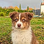 puppy, dog, grass, rainbow, outdoor, nature, cute, animal, pet, fur, blue_eyes, autumn, cloudy_sky, greenery, background, young_dog, adorable, sitting, portrait, daytime