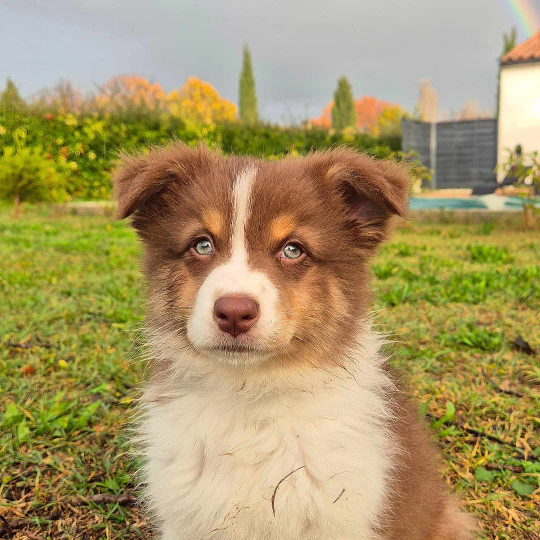 Asko participe au concours pour gagner de l'argent avec cette photo : adorable, animal, autumn, background, blue_eyes, cloudy_sky, cute, daytime, dog, fur, grass, greenery, nature, outdoor, pet, portrait, puppy, rainbow, sitting, young_dog