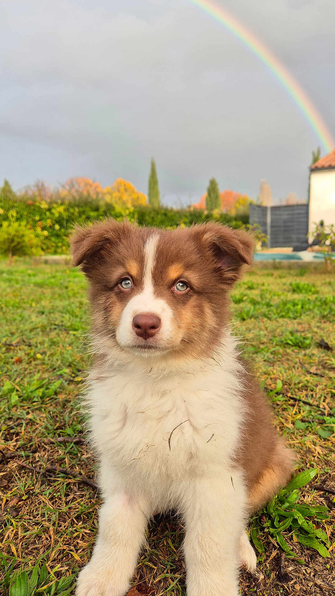 Asko participe au concours pour gagner de l'argent avec cette photo : puppy, dog, grass, rainbow, outdoor, nature, cute, animal, pet, fur, blue_eyes, autumn, cloudy_sky, greenery, background, young_dog, adorable, sitting, portrait, daytime