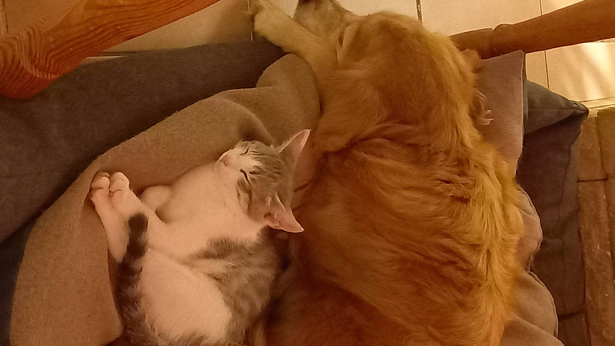 Tipsy a rejoint le concours — aidez-le/la à gagner de superbes lots ! canidae, carnivore, cat, comfort, companion_dog, dog_breed, fang, fawn, felidae, fur, gesture, human_leg, nap, paw, small_to_medium_sized_cats, snout, sporting_group, tail, whiskers, wood