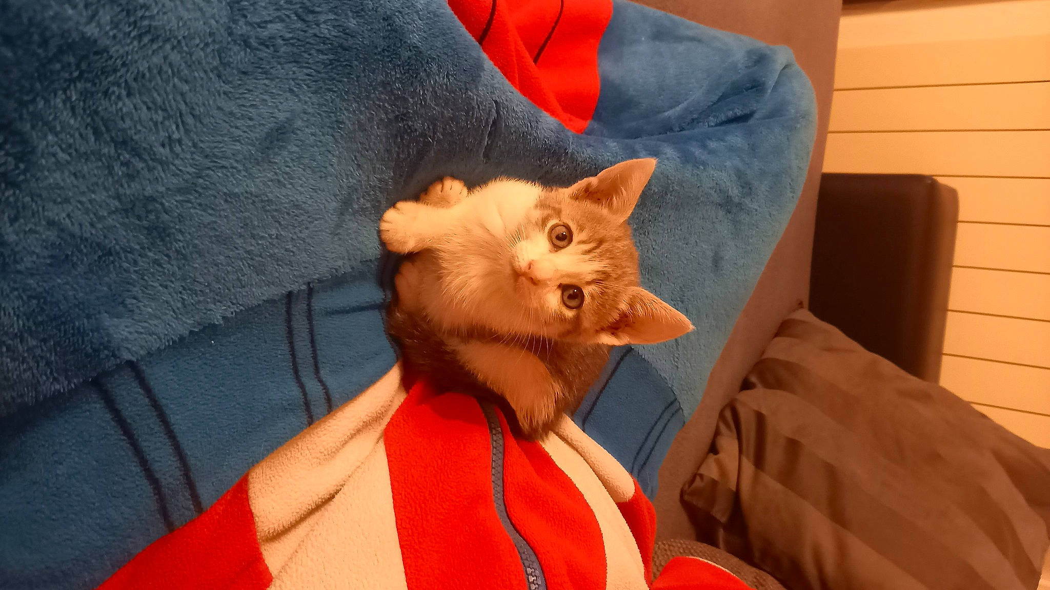 Tipsy a rejoint le concours — aidez-le/la à gagner de superbes lots ! beard, canidae, carnivore, cat, comfort, couch, domestic_short_haired_cat, ear, eye, fawn, felidae, fur, lap, orange, peach, small_to_medium_sized_cats, snout, t_shirt, tail, whiskers