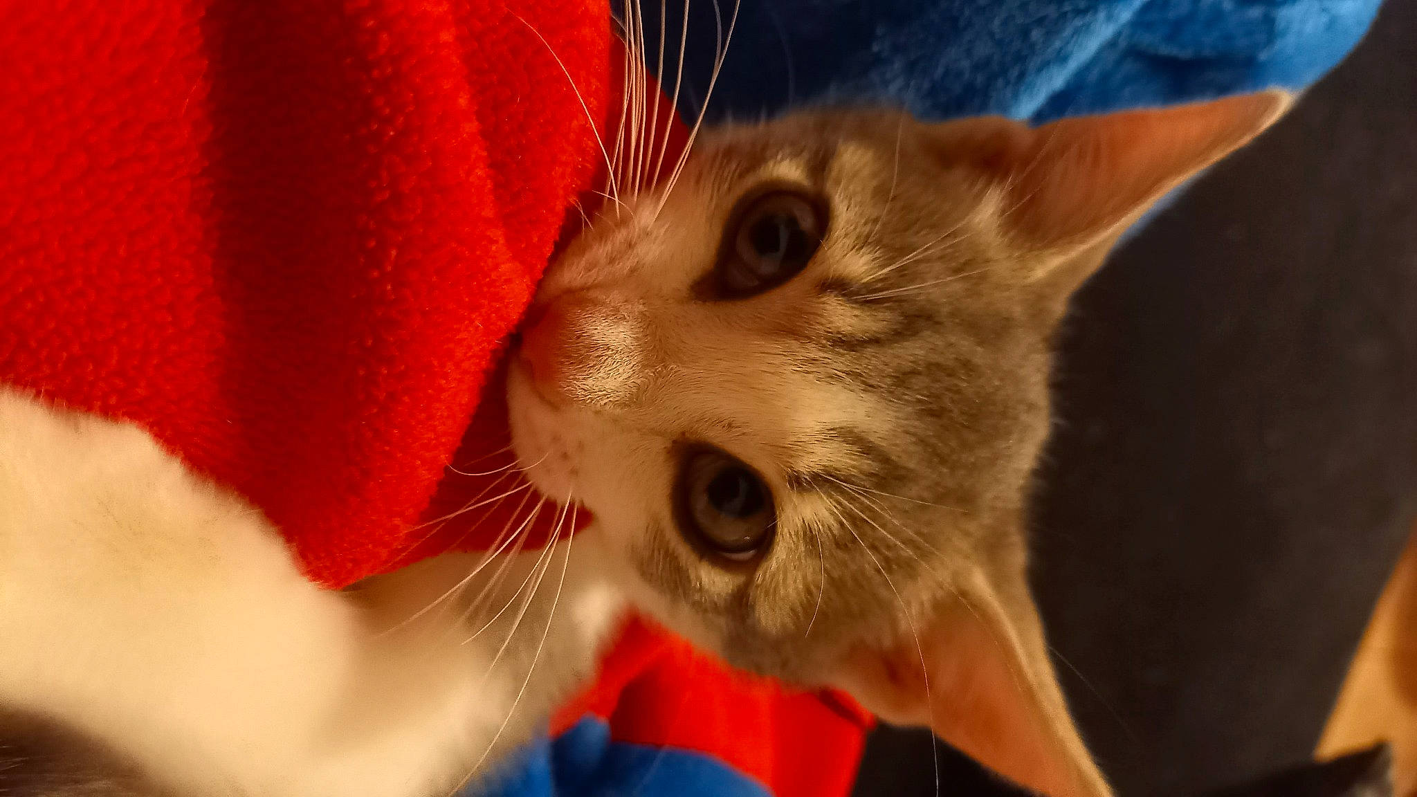 Tipsy participe au concours pour gagner de l'argent avec cette photo : carnivore, cat, claw, comfort, domestic_short_haired_cat, ear, eye, fang, fawn, felidae, fur, iris, nose, orange, paw, small_to_medium_sized_cats, snout, tail, whiskers