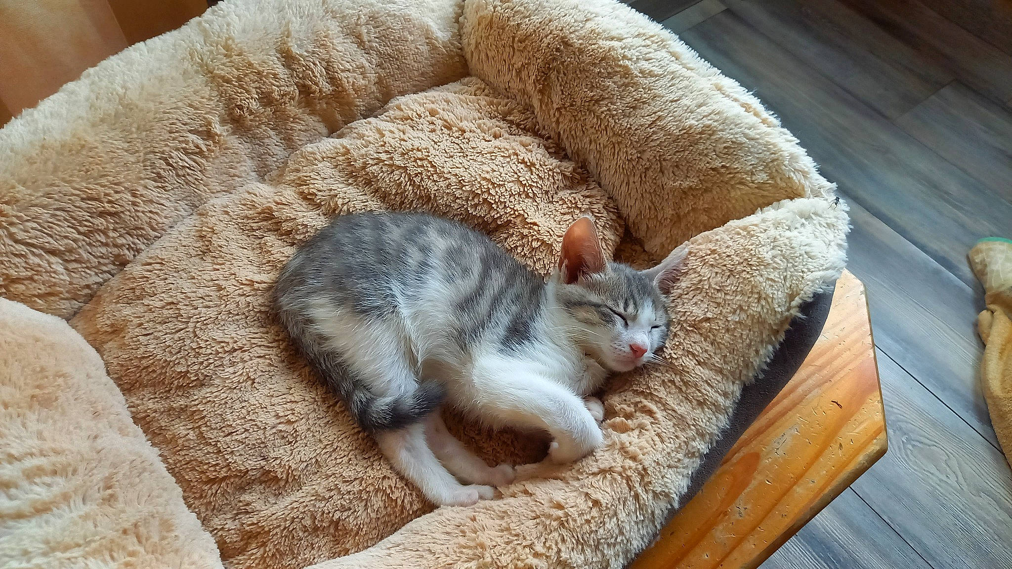 Tipsy a rejoint le concours — aidez-le/la à gagner de superbes lots ! carnivore, cat, cat_supply, claw, comfort, couch, domestic_short_haired_cat, fawn, felidae, fur, grey, linens, nap, paw, sitting, small_to_medium_sized_cats, snout, tail, whiskers, wood