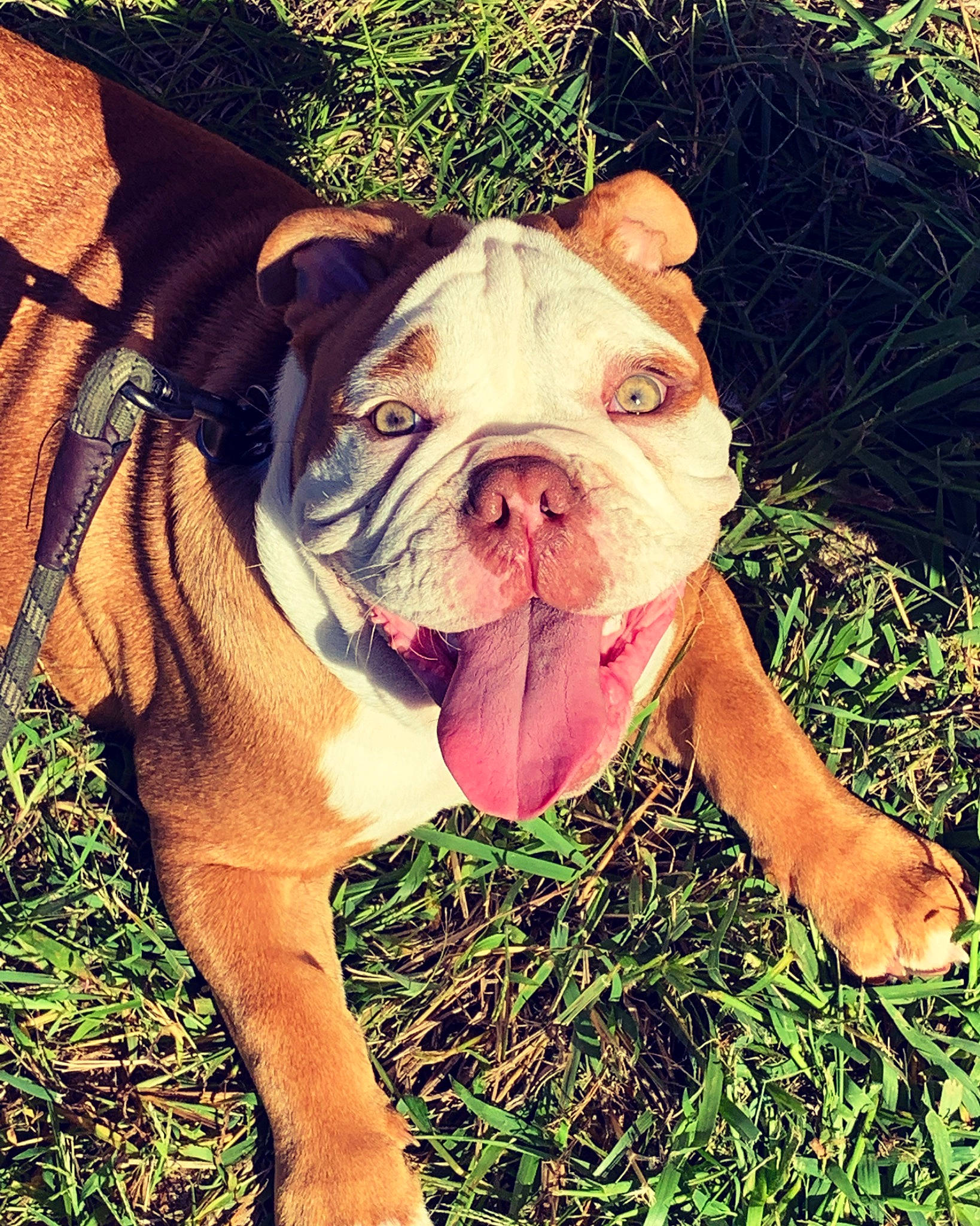Mack joined the competition — help win amazing prizes! adventure, bulldog, canidae, carnivore, companion_dog, dog, dog_breed, fawn, grass, non_sporting_group, peach, plant, snout, sporting_group, terrestrial_animal, toy_dog, tree, white_english_bulldog, working_animal, wrinkle