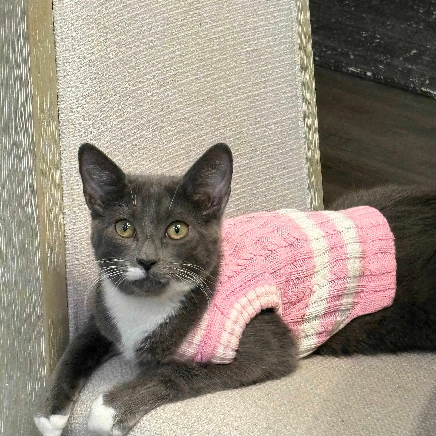 Tazina is registered to the contest to win money with this photo: animal, cat, chair, cozy, cute, domestic, ears, feline, floor, gray_cat, indoor, looking_at_camera, mammal, pet, pink_sweater, relaxed, striped_sweater, texture, whiskers, white_paws