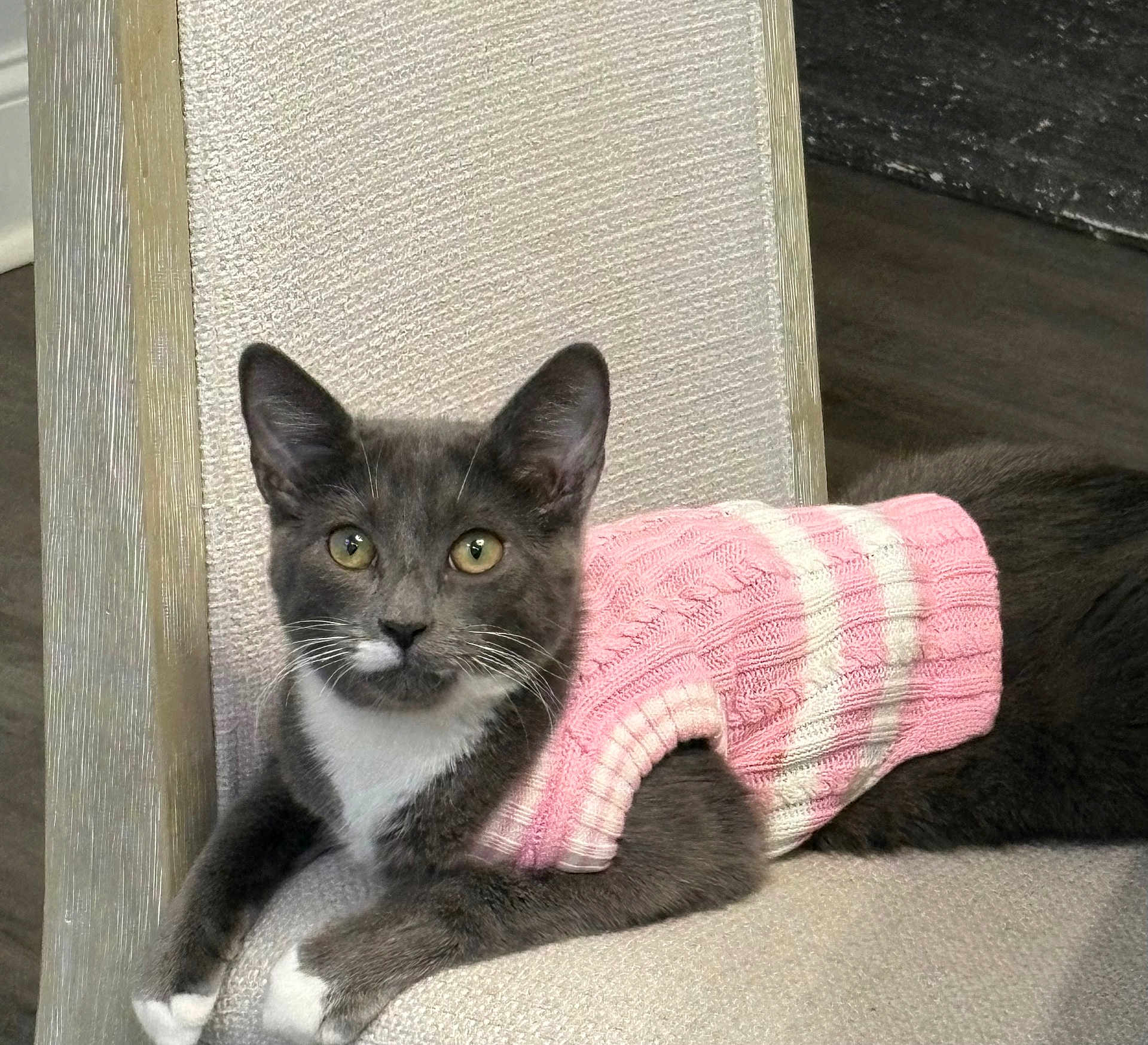 Tazina is registered to the contest to win money with this photo: cat, gray_cat, white_paws, pink_sweater, striped_sweater, chair, indoor, pet, feline, animal, cute, cozy, relaxed, looking_at_camera, whiskers, ears, floor, texture, domestic, mammal