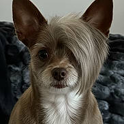 Jules joined the competition — help win amazing prizes! dog, pet, fur, ears, cute, animal, portrait, indoor, closeup, brown, white, fluffy, face, canine, mammal, expression, looking, sitting, cozy, hairstyle