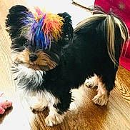 Weezy is registered to the contest to win money with this photo: dog, small_dog, rainbow_mohawk, colorful_hair, fluffy, pet, tongue_out, wooden_floor, indoor, cute, black_fur, tan_fur, white_fur, tail, toy, playful, standing, fur_pattern, domestic_animal, animal
