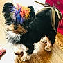 dog, small_dog, rainbow_mohawk, colorful_hair, fluffy, pet, tongue_out, wooden_floor, indoor, cute, black_fur, tan_fur, white_fur, tail, toy, playful, standing, fur_pattern, domestic_animal, animal