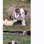 Tater Tot joined the competition — help win amazing prizes! animal, bear, bostonbull, boxer, bulldog, canine, dog, flower, frenchbulldog, geranium, grass, livestock, pet, pitbull, plant, pug, puppy, sheep, text, whitedog
