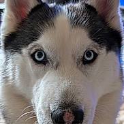 Tequila a rejoint le concours — aidez-le/la à gagner de superbes lots ! animal, blue_eyes, canine, close_up, cute, dog, domestic_animal, ears, face, fluffy, friendly, fur, husky, indoor, looking_at_camera, mammal, nose, pet, portrait, whiskers