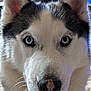 animal, blue_eyes, canine, close_up, cute, dog, domestic_animal, ears, face, fluffy, friendly, fur, husky, indoor, looking_at_camera, mammal, nose, pet, portrait, whiskers