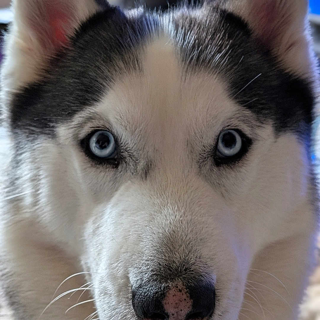 Tequila a rejoint le concours — aidez-le/la à gagner de superbes lots ! animal, blue_eyes, canine, close_up, cute, dog, domestic_animal, ears, face, fluffy, friendly, fur, husky, indoor, looking_at_camera, mammal, nose, pet, portrait, whiskers