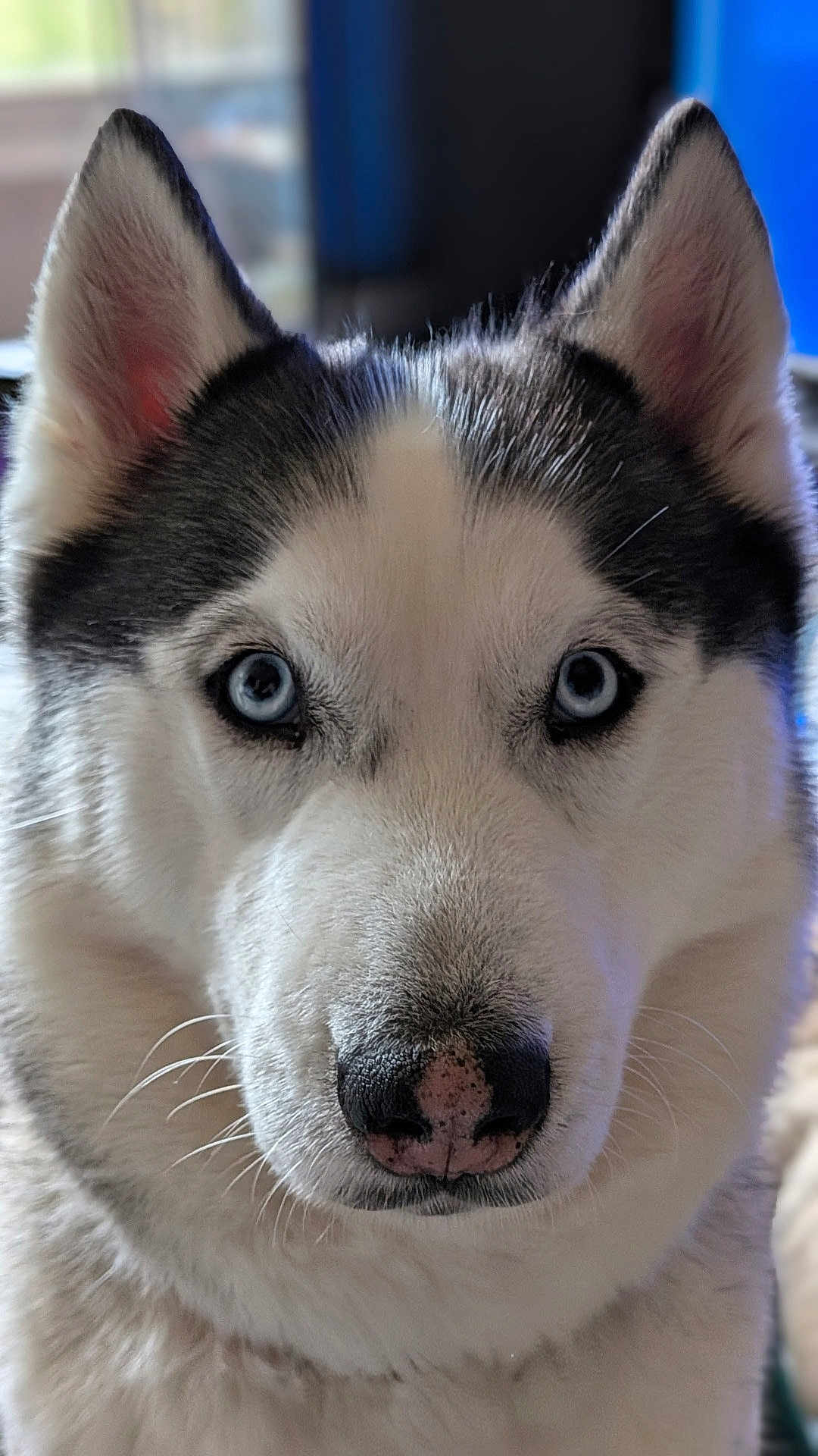 Tequila a rejoint le concours — aidez-le/la à gagner de superbes lots ! animal, blue_eyes, canine, close_up, cute, dog, domestic_animal, ears, face, fluffy, friendly, fur, husky, indoor, looking_at_camera, mammal, nose, pet, portrait, whiskers
