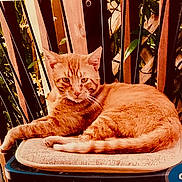 Ginger is registered to the contest to win money with this photo: animal, cat, chair, cushion, daylight, domestic_cat, feline, fur, greenery, nature, orange_tabby, outdoor, pet, portrait, relaxed, resting, sitting, tail, whiskers, wooden_slats