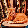 animal, cat, chair, cushion, daylight, domestic_cat, feline, fur, greenery, nature, orange_tabby, outdoor, pet, portrait, relaxed, resting, sitting, tail, whiskers, wooden_slats