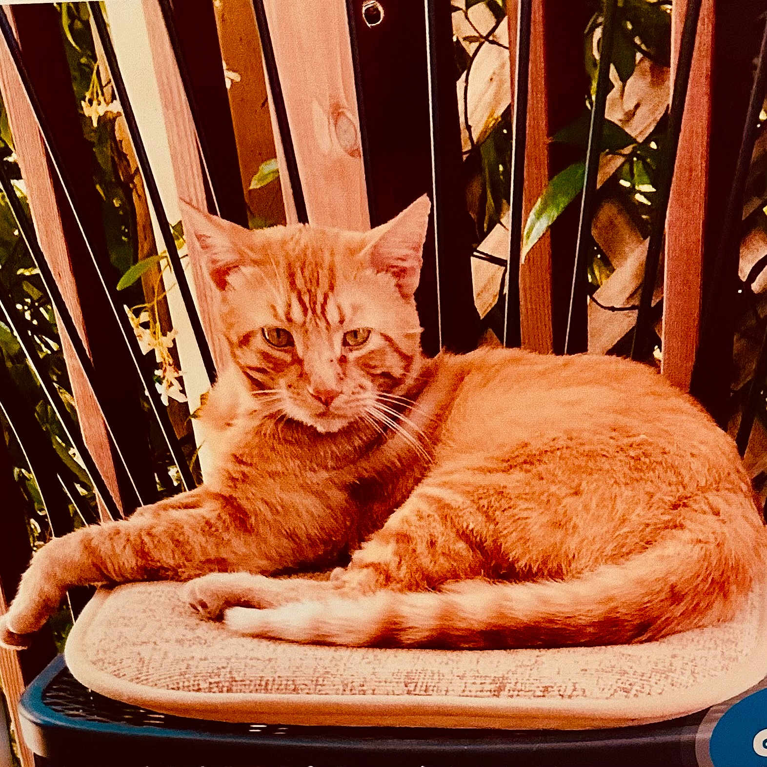Ginger