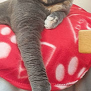 Haggis joined the competition — help win amazing prizes! abyssinian, animal, blanket, cat, chair, clothing, couch, cushion, furniture, hat, headrest, homedecor, kitten, manx, person, pet, siamese, sleeping, toy, velvet