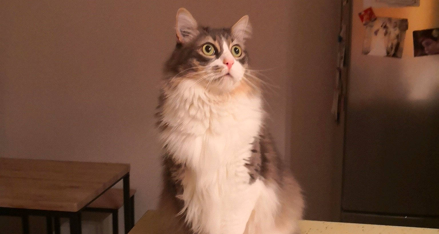 Marty participe au concours pour gagner de l'argent avec cette photo : british_longhair, carnivore, cat, eye, fawn, felidae, fur, hardwood, iris, maine_coon, small_to_medium_sized_cats, snout, table, tail, terrestrial_animal, whiskers, window, wood