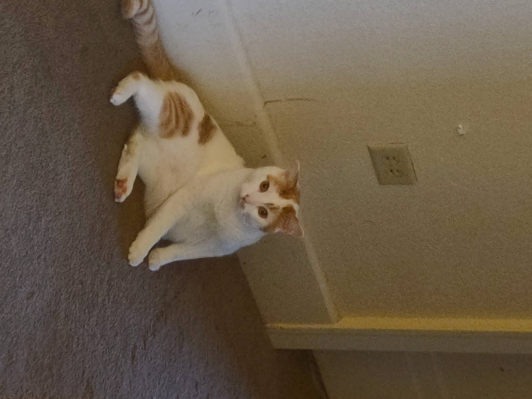 Franco is registered to the contest to win money with this photo: canidae, carnivore, cat, ceiling, companion_dog, dog_breed, domestic_short_haired_cat, felidae, floor, flooring, fur, hardwood, paw, plaster, small_to_medium_sized_cats, snout, sporting_group, tail, whiskers, wood