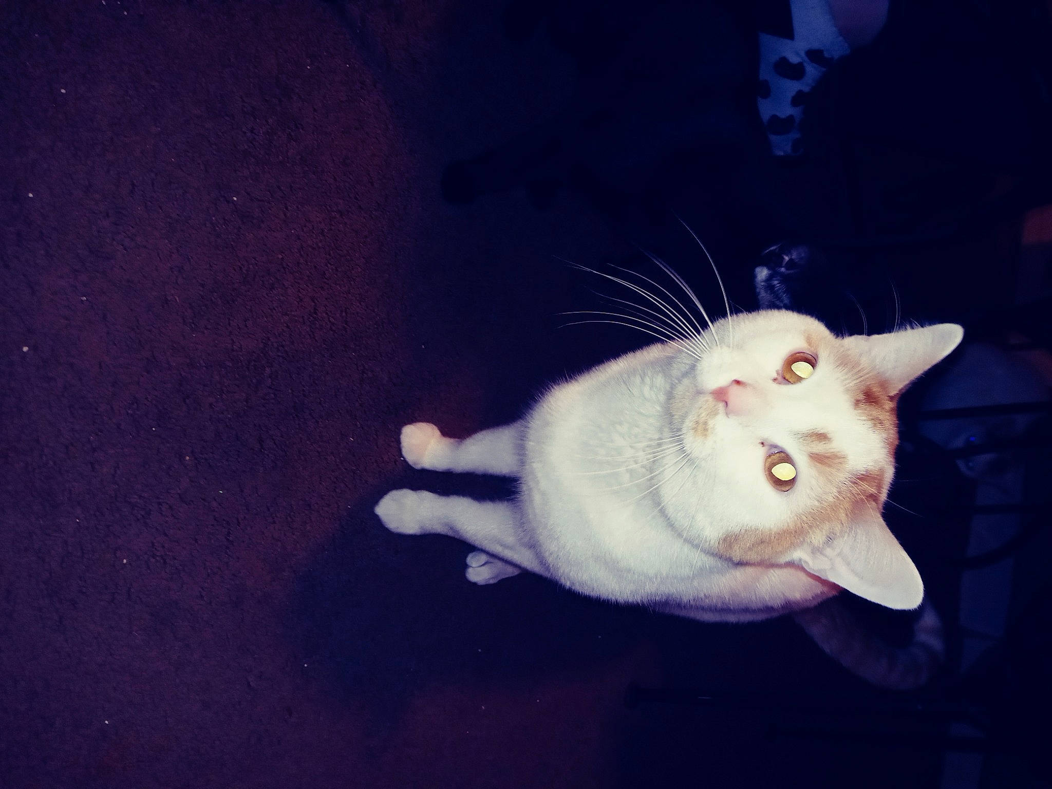 Franco is registered to the contest to win money with this photo: carnivore, cat, felidae, fur, paw, small_to_medium_sized_cats, snout, space, whiskers