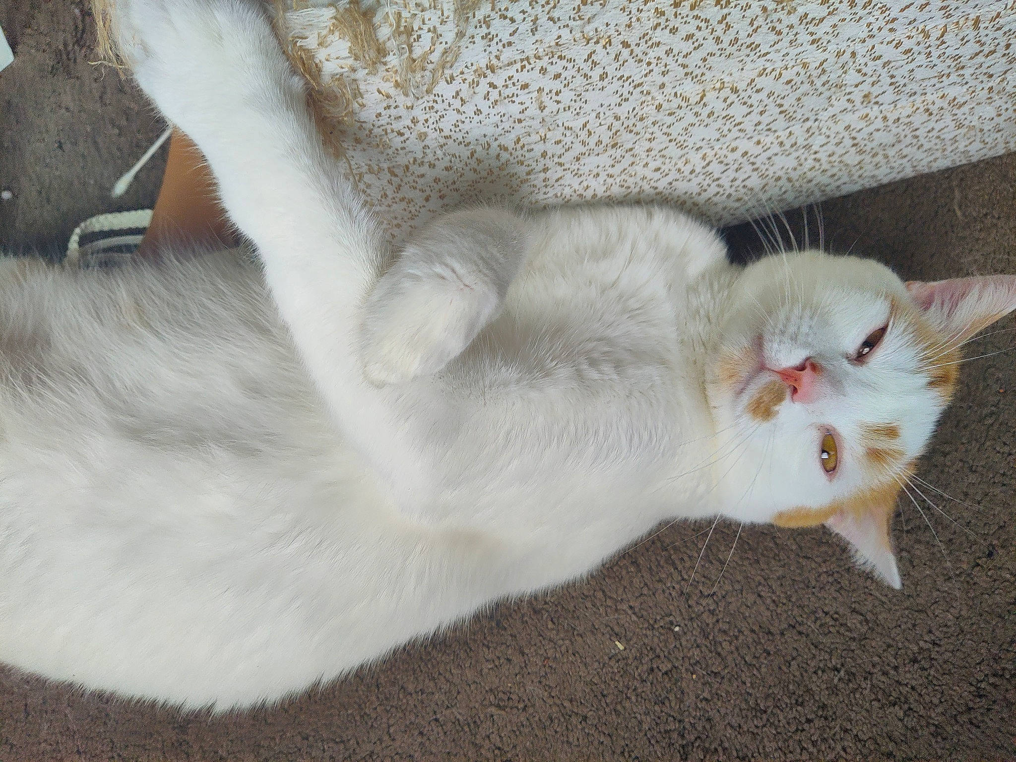 Franco joined the competition — help win amazing prizes! carnivore, cat, claw, comfort, domestic_short_haired_cat, felidae, fur, grey, paw, small_to_medium_sized_cats, tail, terrestrial_animal, whiskers