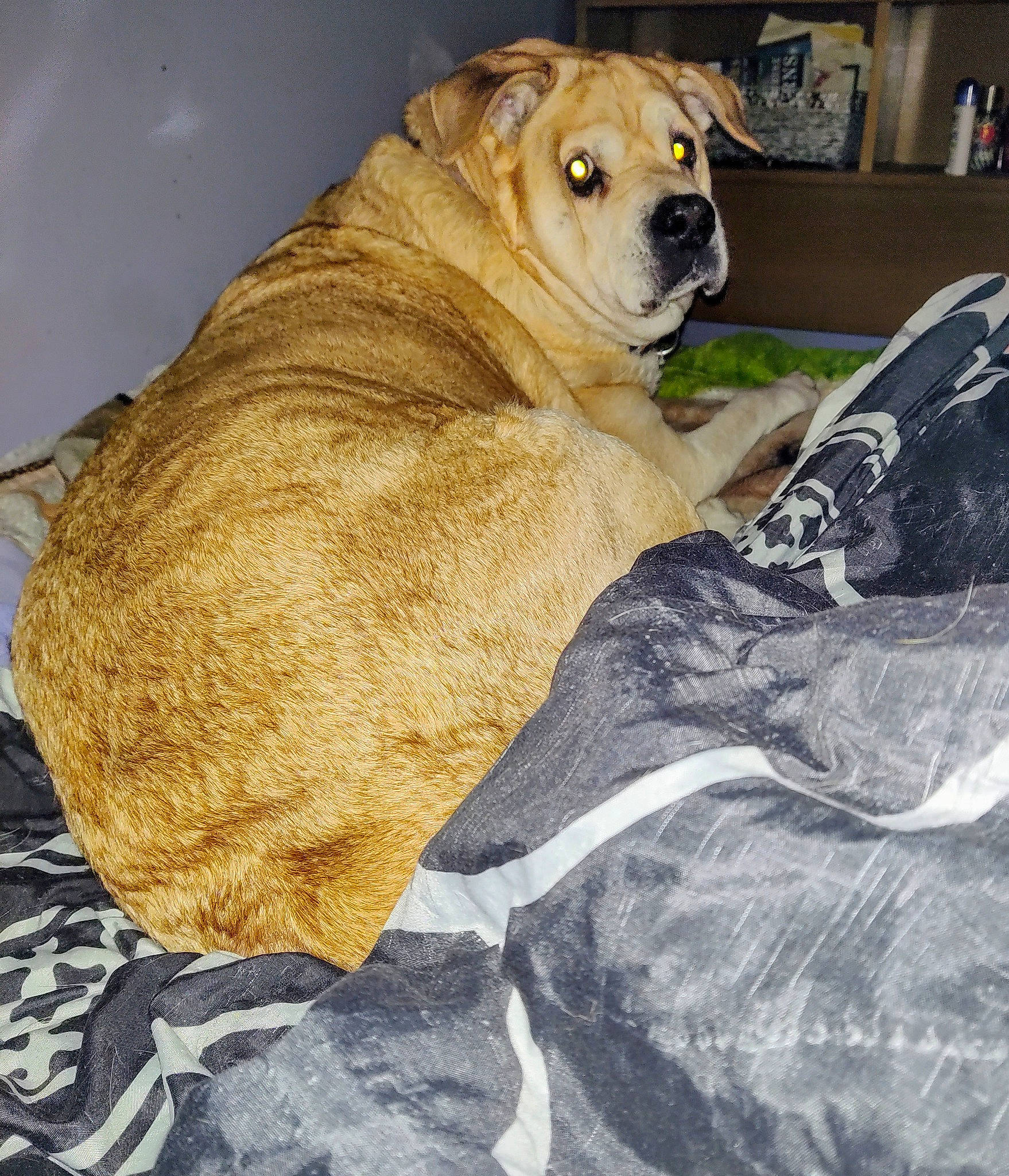 Daizy is registered to the contest to win money with this photo: bookcase, canidae, carnivore, companion_dog, dog, dog_breed, dog_supply, fawn, fur, ori_pei, shelf, shelving, snout, sporting_group, terrestrial_animal, whiskers, working_animal, working_dog, wrinkle, yellow