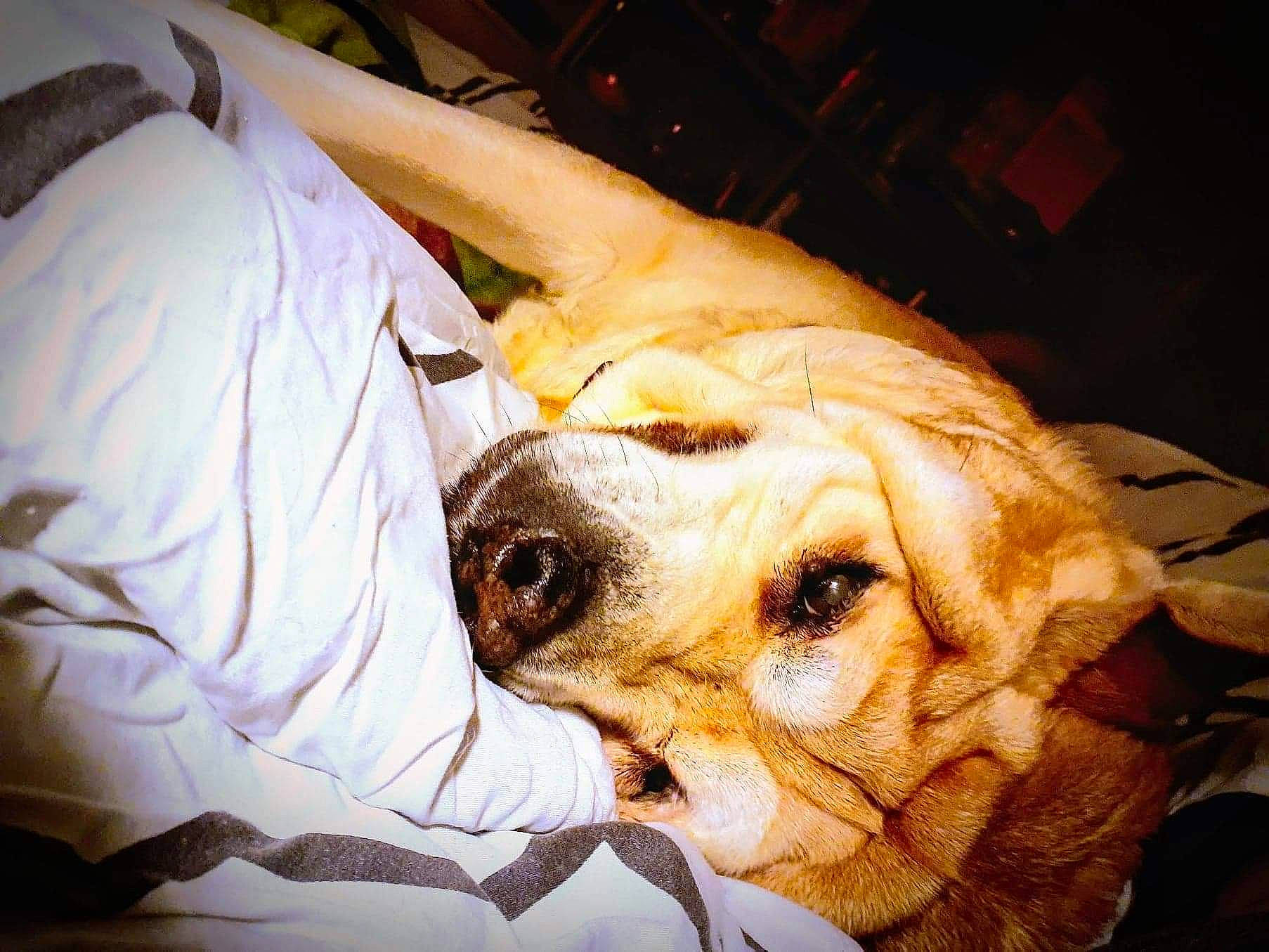 Daizy is registered to the contest to win money with this photo: blanket, canidae, carnivore, comfort, companion_dog, dog, dog_breed, dog_supply, fawn, fur, linens, snout, sporting_group, whiskers, working_animal, working_dog