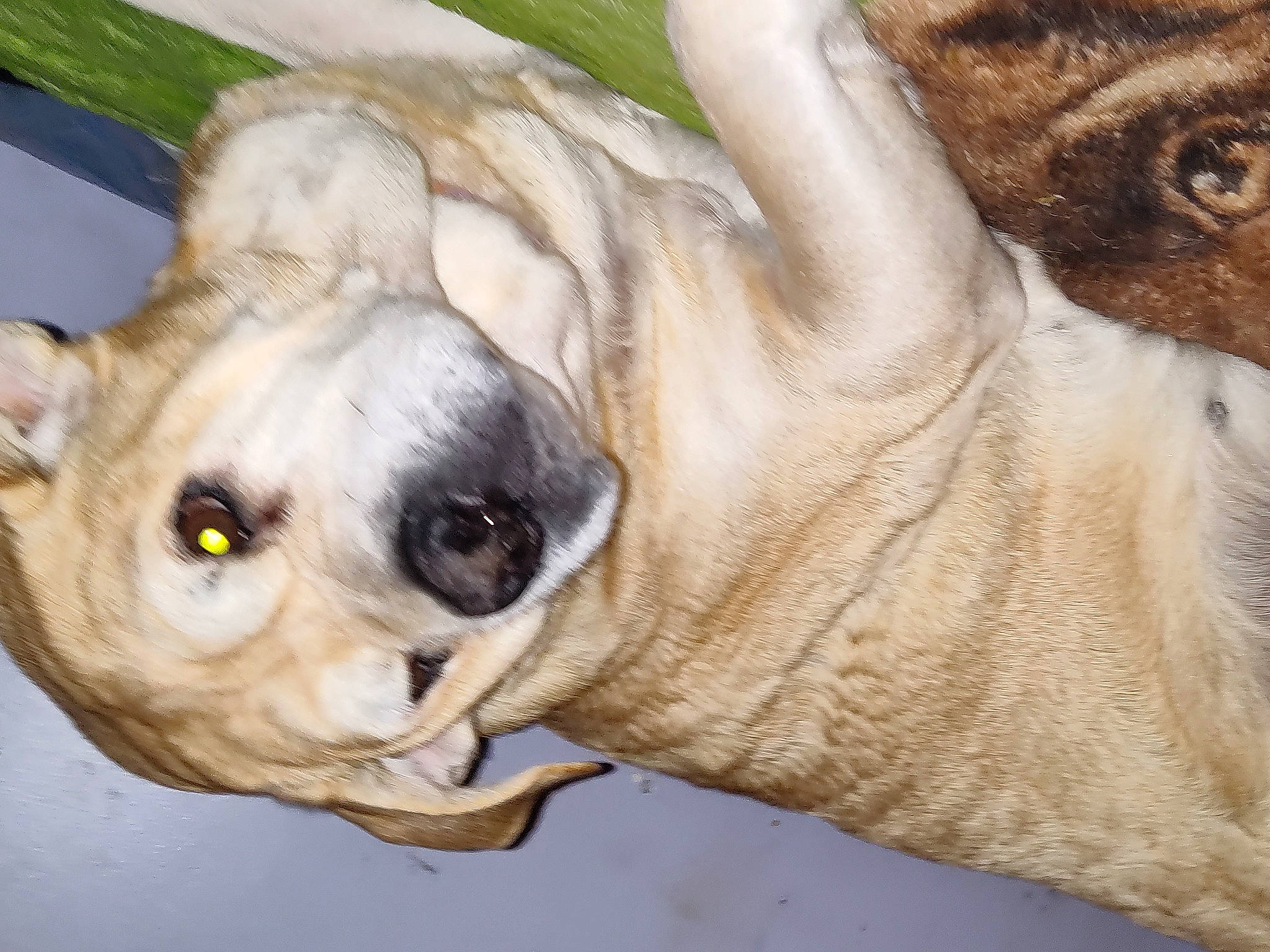 Daizy is registered to the contest to win money with this photo: beige, canidae, carnivore, companion_dog, dog, dog_breed, fawn, liver, mammal, old_english_bulldog, snout, sporting_group, terrestrial_animal, vertebrate, whiskers, working_animal, working_dog, wrinkle