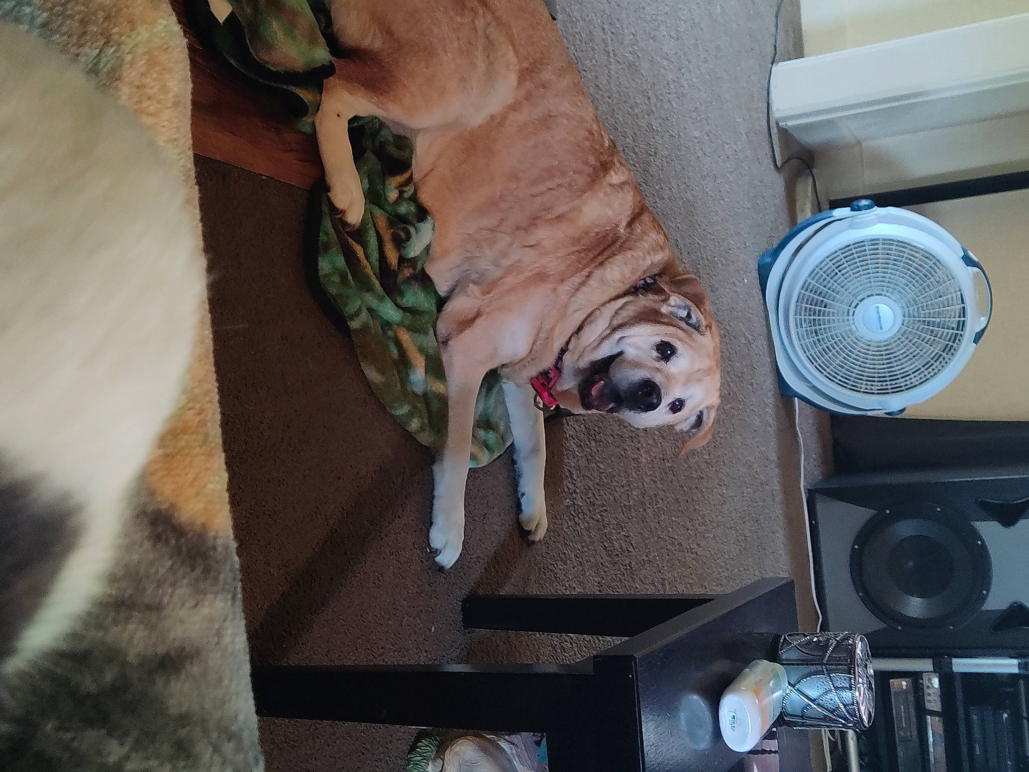 Daizy joined the competition — help win amazing prizes! audio_equipment, bulldog, carnivore, collar, comfort, companion_dog, couch, dog, dog_breed, dog_collar, dog_supply, fawn, mechanical_fan, microphone, pet_supply, snout, studio_monitor, toy_dog, working_animal, wrinkle