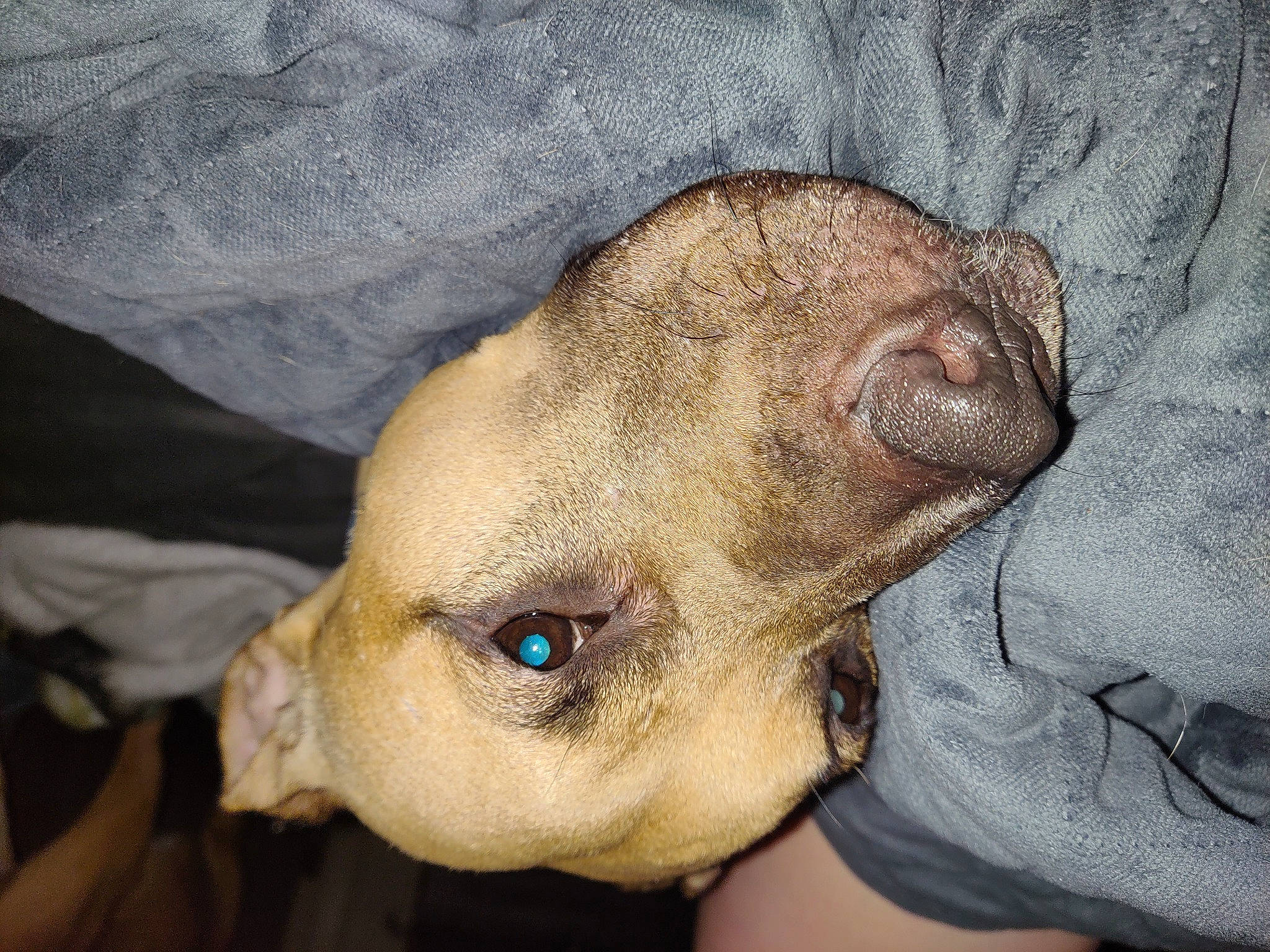 Stella is registered to the contest to win money with this photo: canidae, carnivore, companion_dog, dog, dog_breed, ear, fawn, fur, non_sporting_group, paw, puppy, snout, sporting_group, terrestrial_animal, toy_dog, whiskers, working_animal, wrinkle