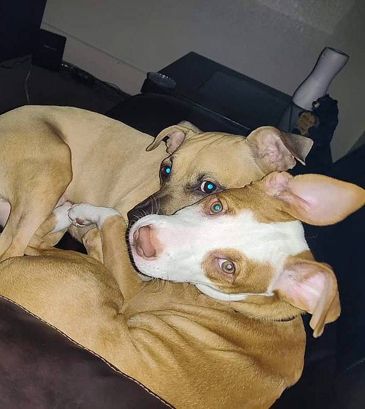 Stella joined the competition — help win amazing prizes! box, canidae, carnivore, comfort, companion_dog, couch, dog, dog_breed, dog_supply, ear, fawn, fur, jaw, linens, paw, shipping_box, snout, sporting_group, whiskers, working_animal