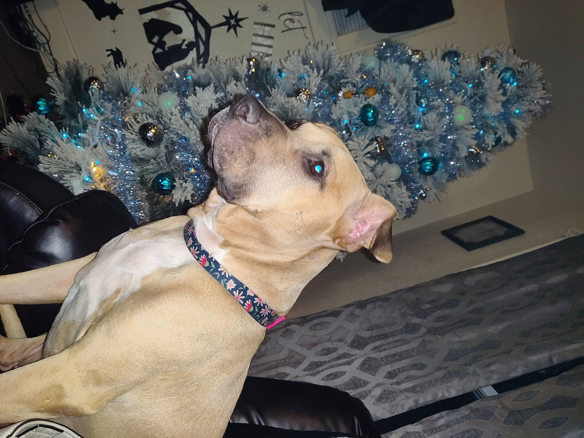 Stella joined the competition — help win amazing prizes! blue, canidae, carnivore, collar, companion_dog, dog, dog_breed, dog_collar, fang, fashion_accessory, fawn, felidae, fur, leash, small_to_medium_sized_cats, sporting_group, tail, tie, whiskers, working_animal