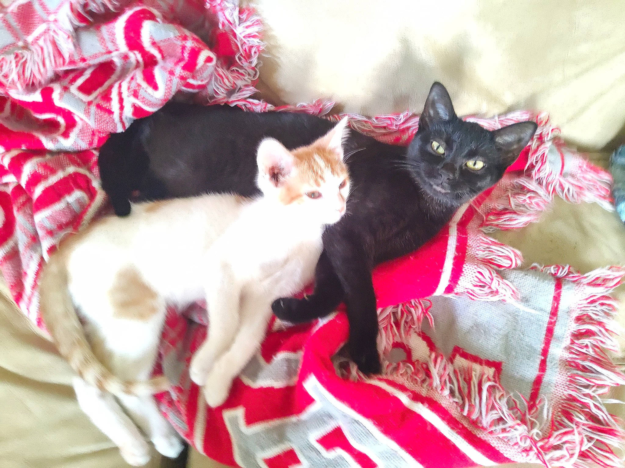 Luna is registered to the contest to win money with this photo: carnivore, cat, felidae, fur, kitten, linens, small_to_medium_sized_cats, tail, vertebrate, whiskers