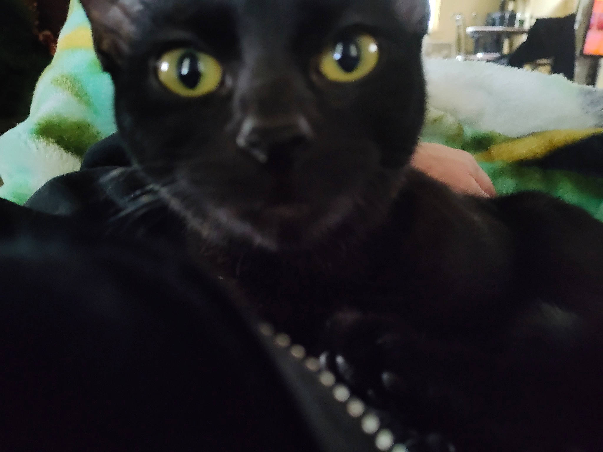 Luna is registered to the contest to win money with this photo: black, black_cat, bombay, carnivore, cat, domestic_short_haired_cat, felidae, fur, iris, korat, organism, small_to_medium_sized_cats, snout, terrestrial_animal, vertebrate, whiskers