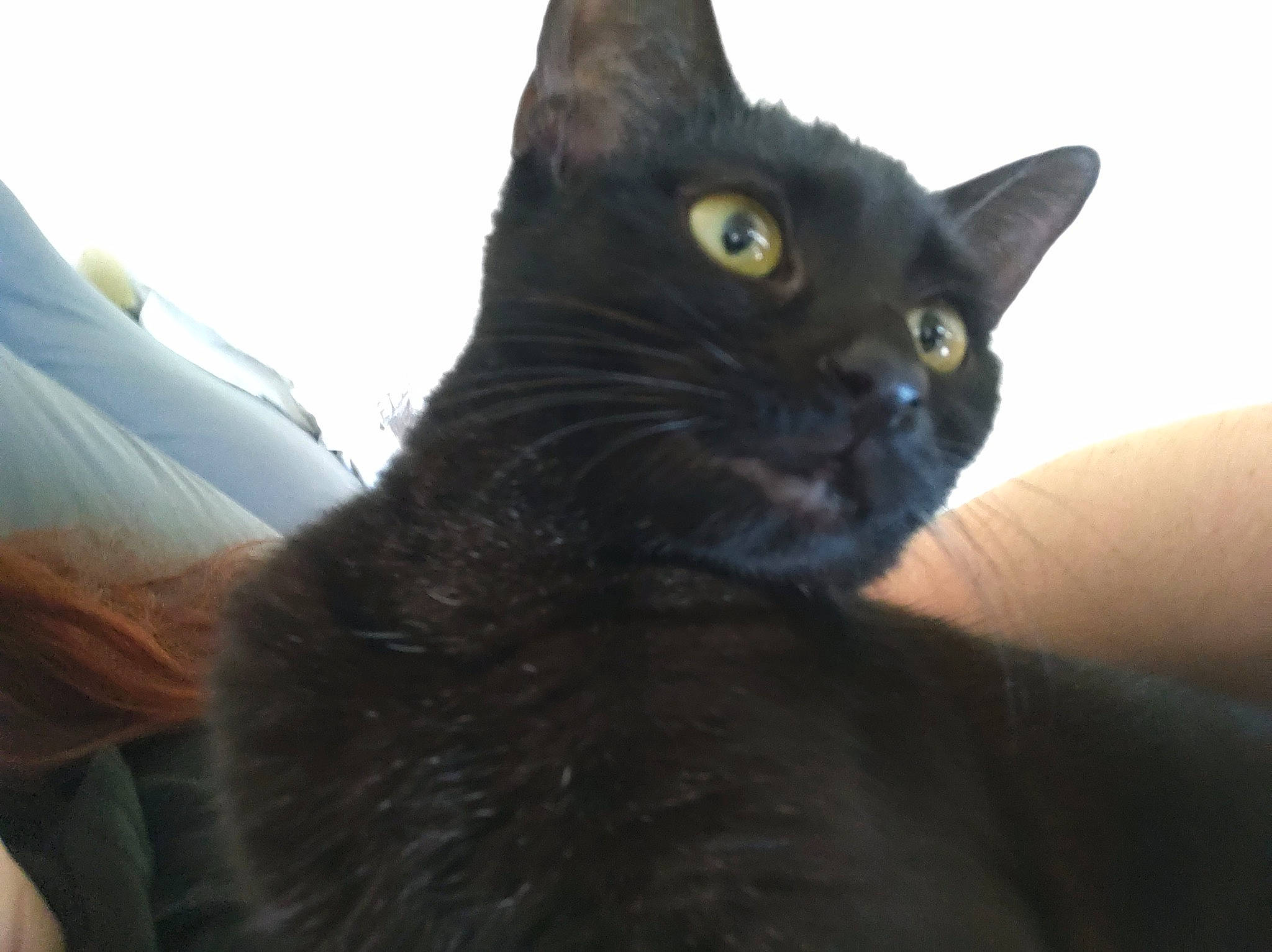 Luna joined the competition — help win amazing prizes! black_cat, bombay, carnivore, cat, domestic_short_haired_cat, felidae, fur, iris, small_to_medium_sized_cats, snout, terrestrial_animal, vertebrate, whiskers