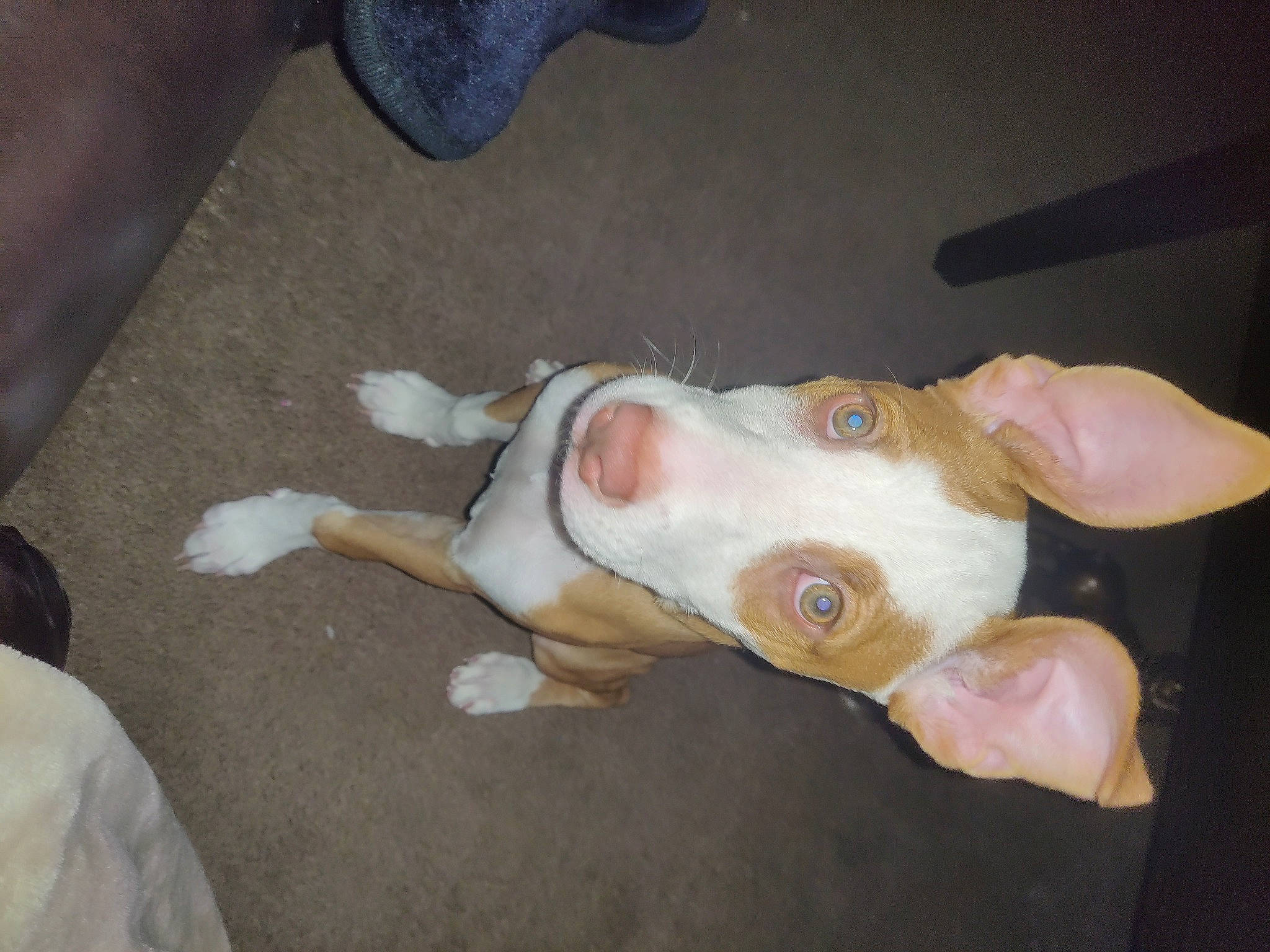 Zoey is registered to the contest to win money with this photo: canidae, carnivore, collar, companion_dog, dog, dog_breed, ear, fawn, non_sporting_group, snout, sporting_group, tail, whiskers, working_animal