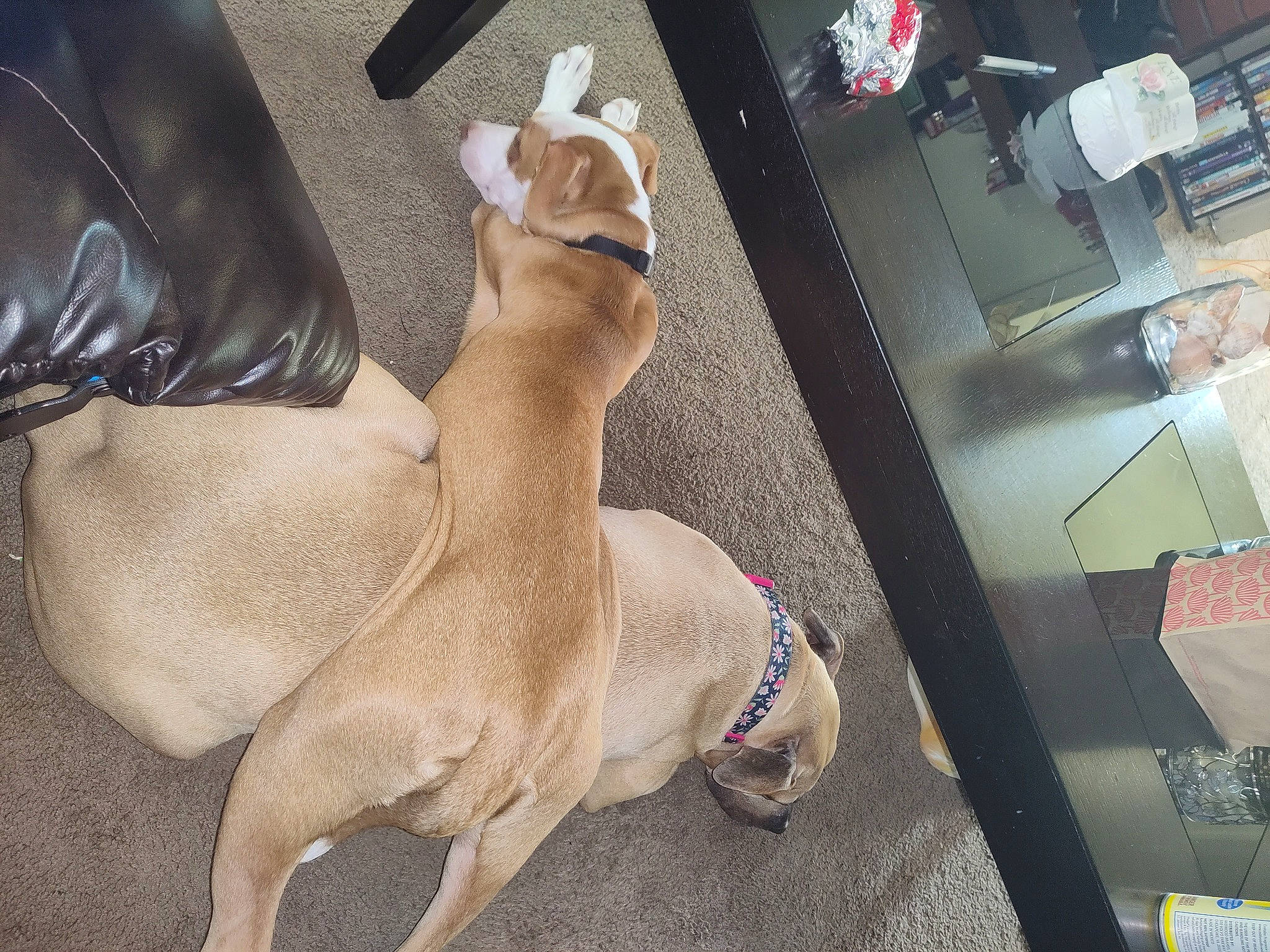 Zoey joined the competition — help win amazing prizes! carnivore, comfort, companion_dog, dog, dog_breed, fawn, felidae, flooring, foot, fur, hardwood, human_leg, knee, paw, snout, sporting_group, tail, thigh, whiskers, working_animal