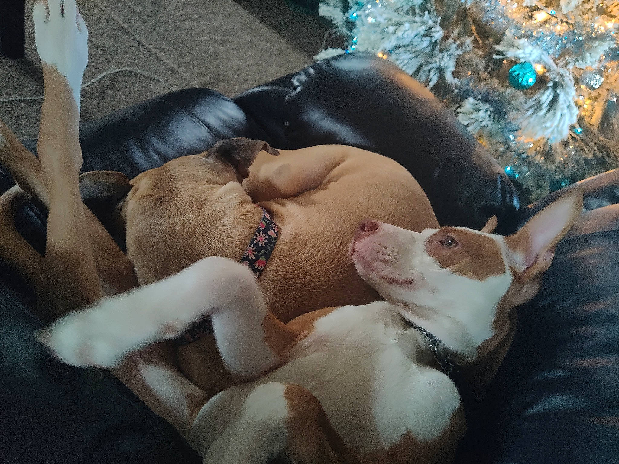 Zoey joined the competition — help win amazing prizes! abdomen, barechested, brassiere, chest, comfort, companion_dog, dog_breed, elbow, event, fawn, flesh, fur, human_leg, knee, nap, navel, personal_protective_equipment, thigh, trunk, undergarment