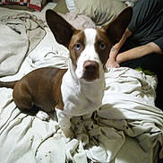 Scooby joined the competition — help win amazing prizes! dog, brown_and_white, large_ears, blanket, bed, indoor, person, rumpled_blanket, curious, pet, animal, domestic, casual, resting, looking, furniture, comfort, home, seated, companion