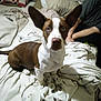 dog, brown_and_white, large_ears, blanket, bed, indoor, person, rumpled_blanket, curious, pet, animal, domestic, casual, resting, looking, furniture, comfort, home, seated, companion