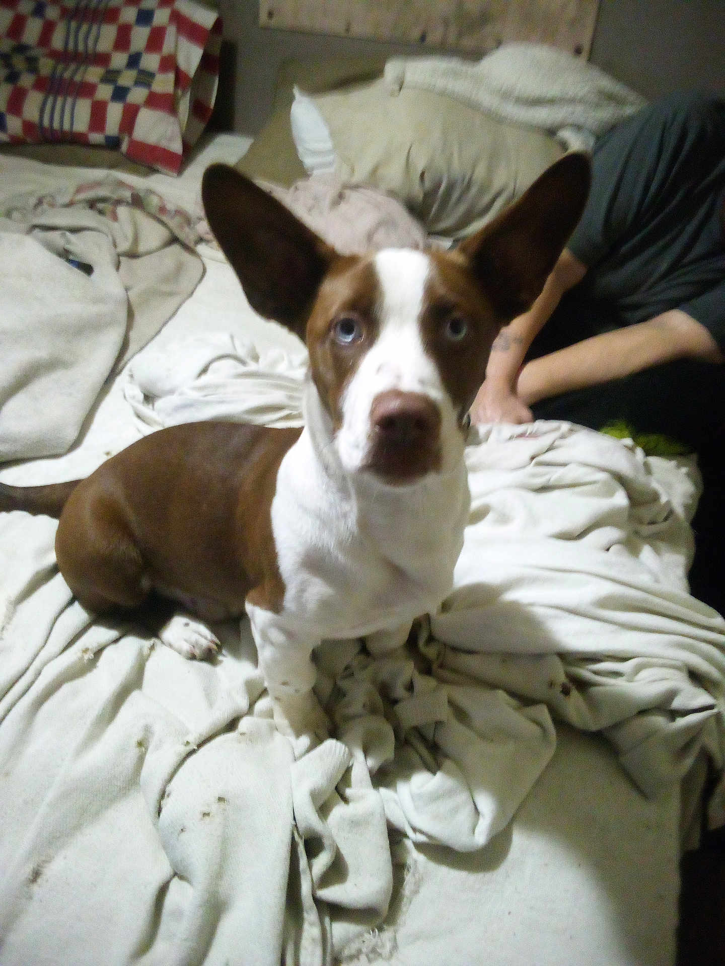 Scooby joined the competition — help win amazing prizes! dog, brown_and_white, large_ears, blanket, bed, indoor, person, rumpled_blanket, curious, pet, animal, domestic, casual, resting, looking, furniture, comfort, home, seated, companion
