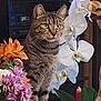 animal, bouquet, cat, colorful, curious, domestic, feline, flower, green, indoor, leaf, nature, orange, orchid, pet, pink, plant, stem, tabby, white