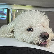 Maia is registered to the contest to win money with this photo: bed, bedding, close_up, cozy, curious, cute, dog, eye, fluffy, indoor, muzzle, nose, pet, pillow, portrait, resting, sleepy, tongue, whiskers, white_fur