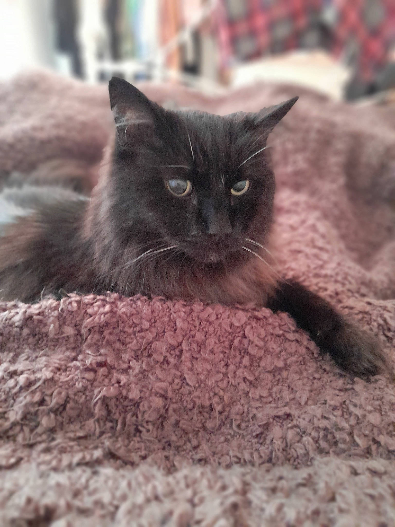 Austin is registered to the contest to win money with this photo: black_cat, bombay, carnivore, cat, cat_supply, claw, comfort, domestic_short_haired_cat, felidae, fur, grey, paw, sitting, small_to_medium_sized_cats, snout, soil, tail, terrestrial_animal, whiskers