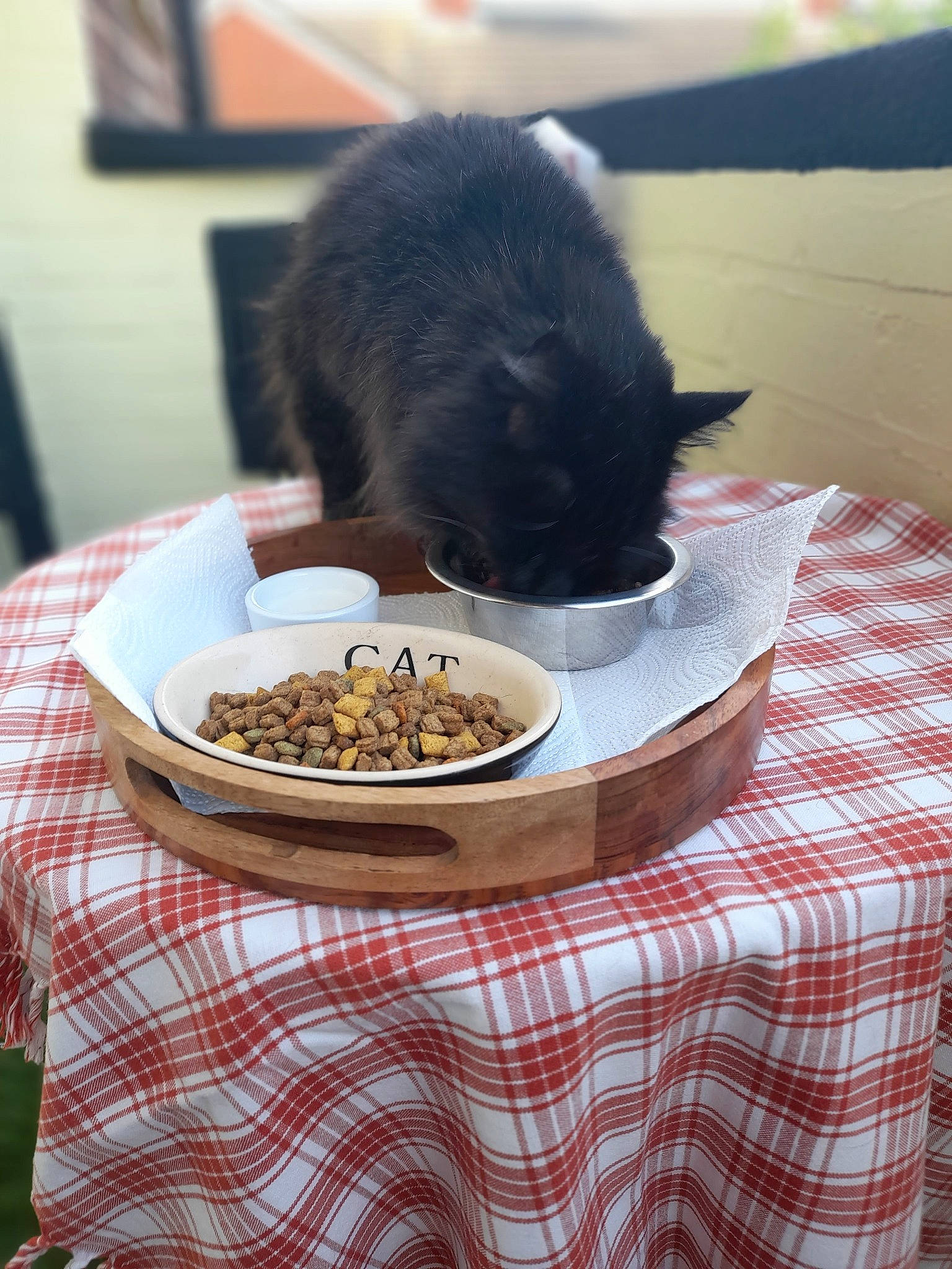 Austin is registered to the contest to win money with this photo: animal_feed, carnivore, cat, cat_food, cat_supply, cuisine, dish, felidae, food, ingredient, pet_food, pet_supply, plate, recipe, small_animal_food, small_to_medium_sized_cats, staple_food, table, tableware, whiskers